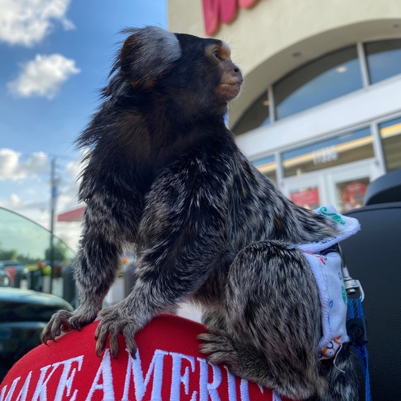 Meet your Posher, Gaby - Picture 9 of 10